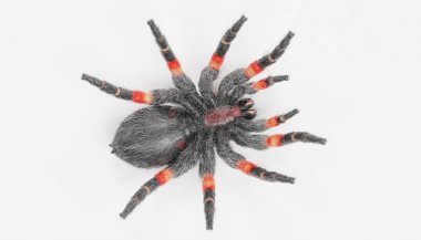 tarantula gerçekçi 3d render