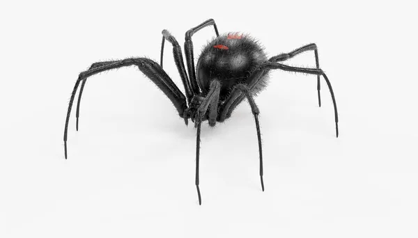 Realistic Render Black Widow Spider — Stock Photo, Image