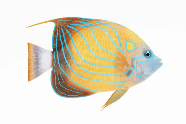 Renderização Realista Blue Ring Angel Fish — Fotografia de Stock