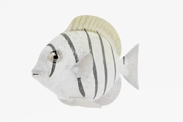 Realista Render Convict Tang Fish — Fotografia de Stock