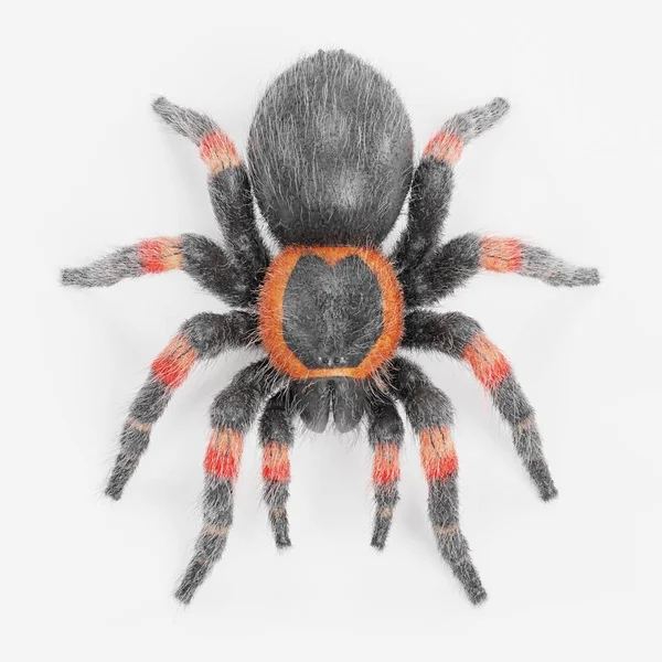 Valósághű Render Tarantula — Stock Fotó