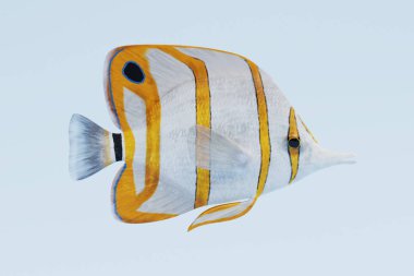 Copperband Butterflyfish gerçekçi 3d Render