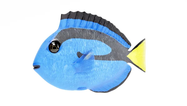 Réaliste Render Blue Tang Fish — Photo