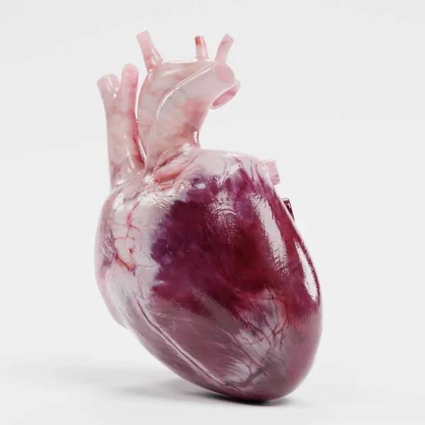 Rendering Realistico Del Cuore Umano — Foto Stock