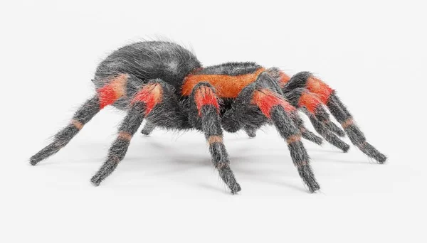 Realista Render Tarántula — Foto de Stock