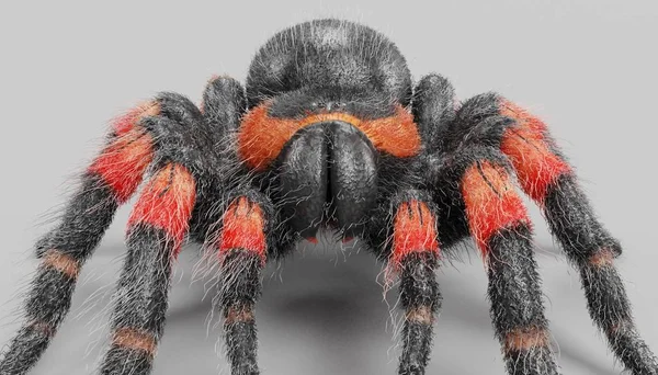 Realistické Vykreslení Tarantule — Stock fotografie