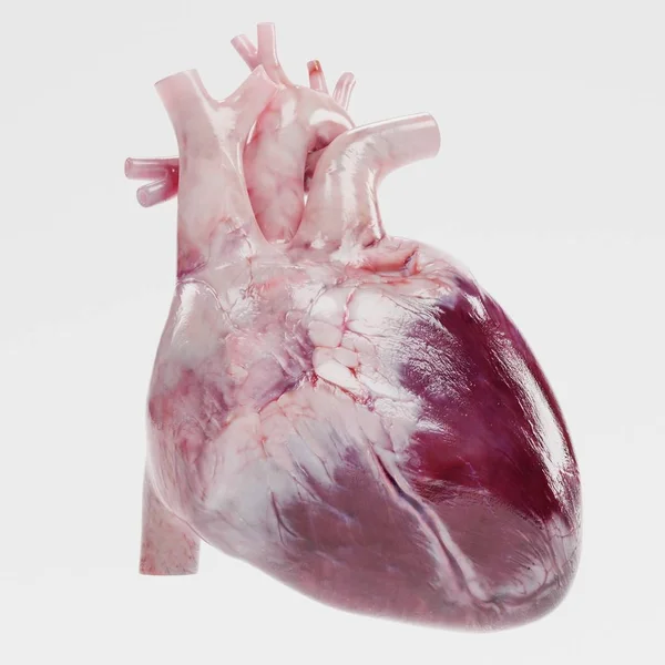 Rendering Realistico Del Cuore Umano — Foto Stock