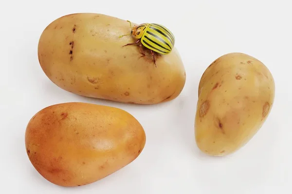 Рендер Картофельного Жука Картофеле — стоковое фото