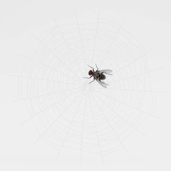 Darstellung Einer Fliege Die Auf Spinnweben Gefangen Ist — Stockfoto