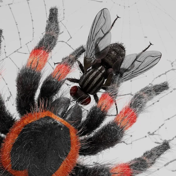 Render Fly Piégé Sur Cobweb — Photo