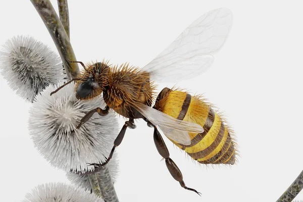 蜂と柳 Catkings レンダリング — ストック写真
