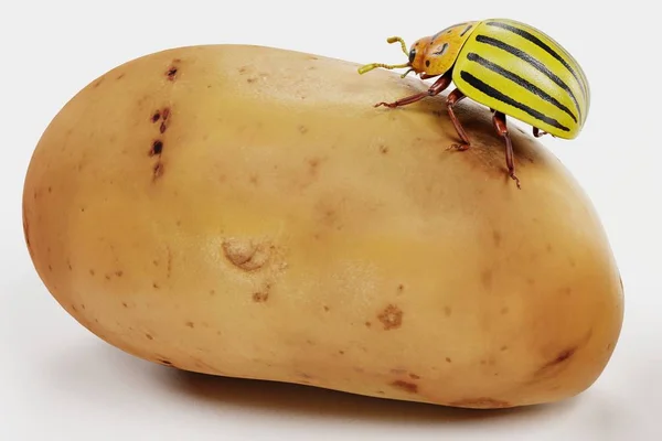 Render Van Aardappel Kever Aardappel — Stockfoto