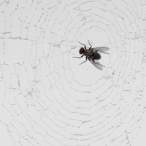 Render Fly Piégé Sur Cobweb — Photo