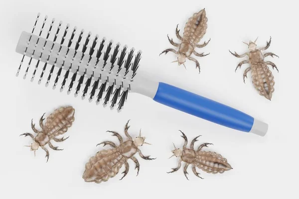 Realistic Render Head Lice Hairbrush — Stock Photo, Image