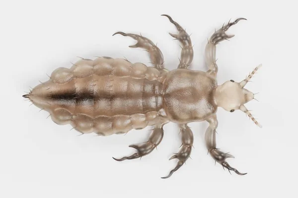 Realistic Render Head Louse Male — Stock Photo, Image