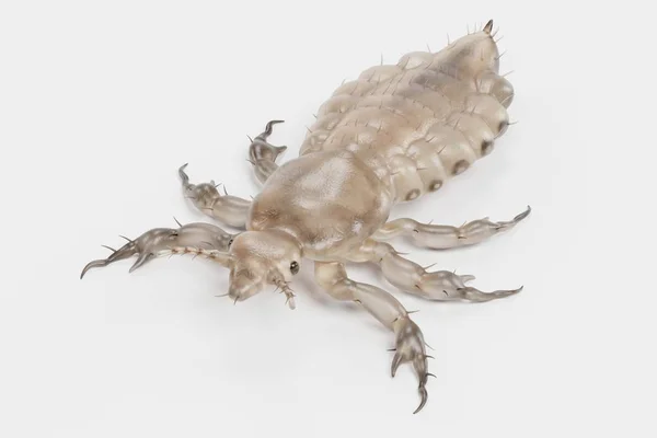 Realistic Render Head Louse Male — Stock Photo, Image