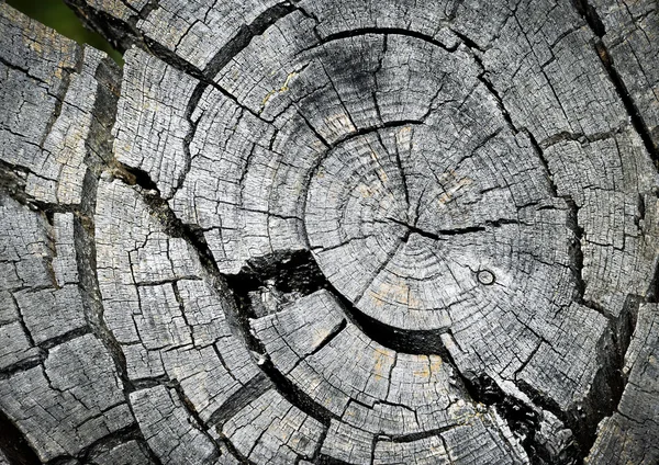 Anillos de crecimiento en la rama de pino de montaña viejo cortado — Foto de Stock