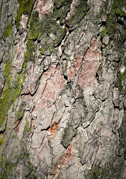 Détail de l'écorce d'un vieil arbre — Photo