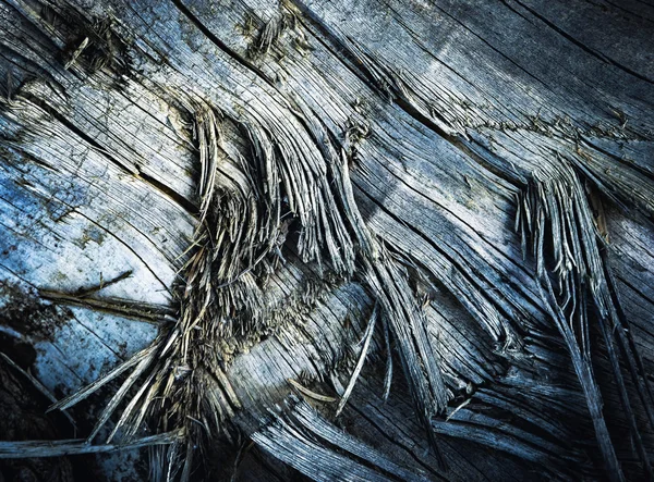 Legno strappato su un vecchio tronco d'albero — Foto Stock