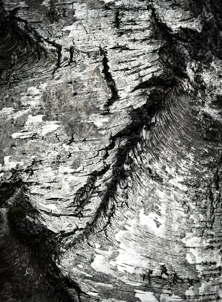 Old birch bark detail — Stockfoto