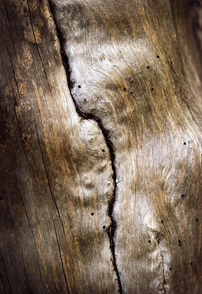 오래 된 나뭇가지에 수직 균열 — 스톡 사진