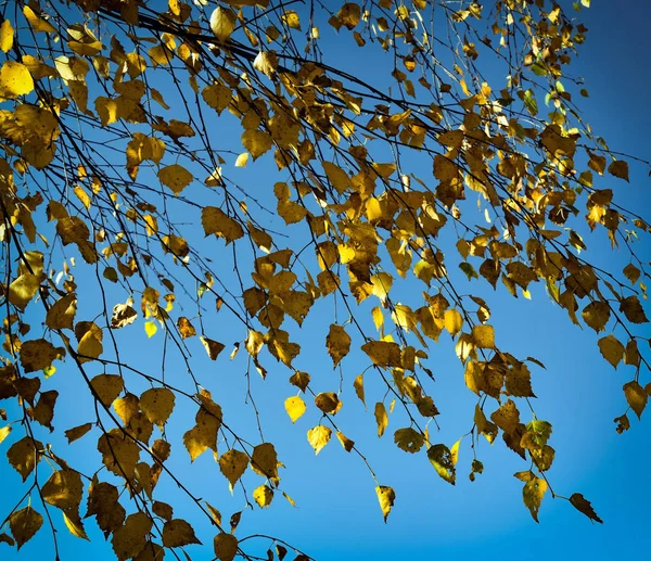白樺の葉で秋の背景 — ストック写真