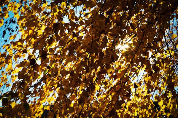 Birch autumn leaves in the sun rays — Stock Photo, Image