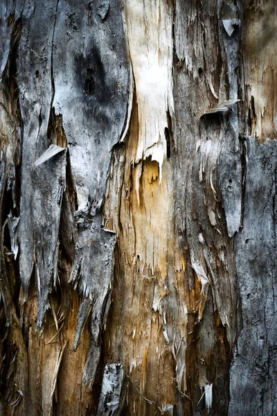 Frayed old weathered wood — Stock Photo, Image