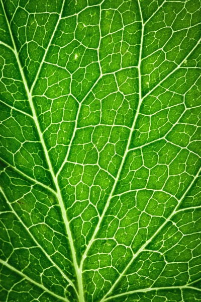 Detalhe sobre capilares de folhas verdes — Fotografia de Stock