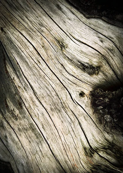Detalj av torkat upp gamla stubben — Stockfoto
