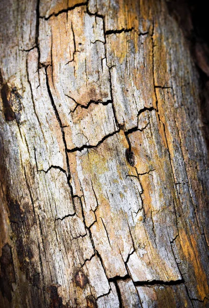 Con grietas tronco de árbol viejo —  Fotos de Stock