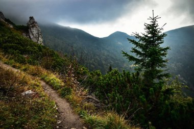 Dağ izi koyu sisin içinde