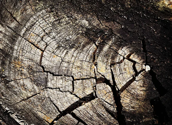 Cracks on the old weathered stump — Stock Photo, Image