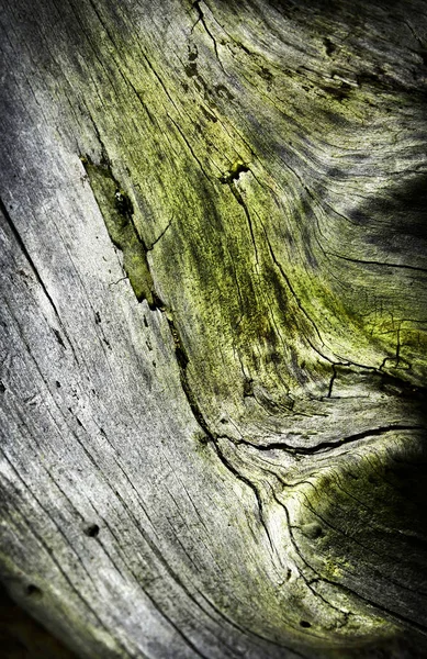 detail of an old stump overgrown with moss