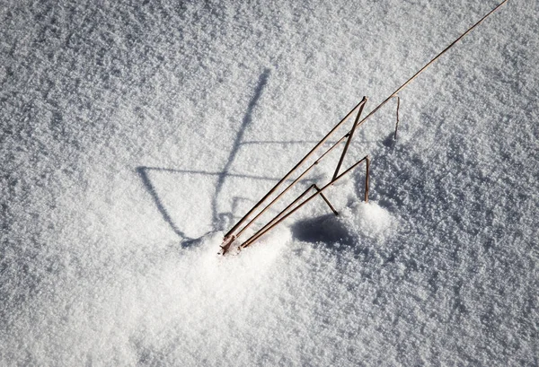 Blades of grass sticking out of the snow — Stock Photo, Image