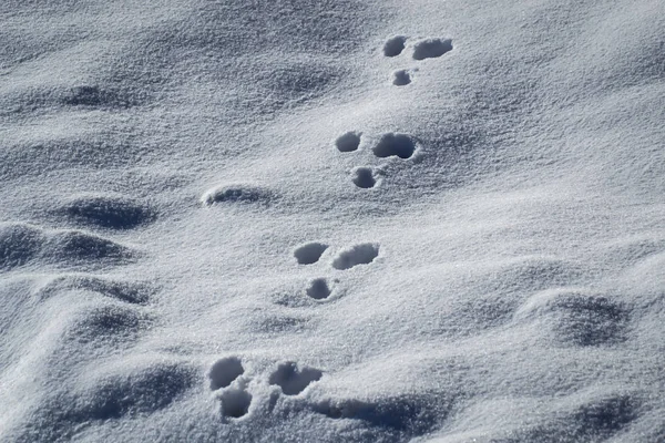 Trilhas de animais na neve — Fotografia de Stock
