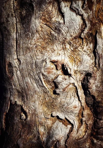 Estruturas abstratas em um tronco de árvore velho — Fotografia de Stock