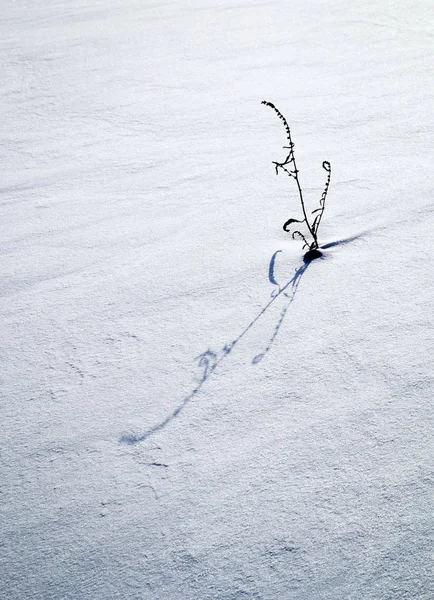 Sombra larga sobre hierba nieve —  Fotos de Stock