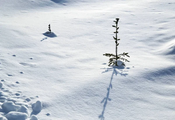 Pequenas árvores nevadas — Fotografia de Stock