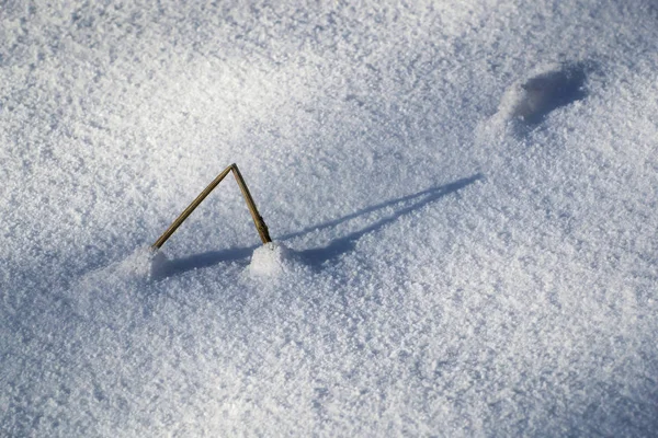 Lâmina quebrada de grama na neve — Fotografia de Stock