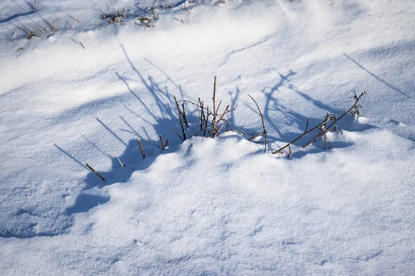 Shadow in the snow a tussock — Stock Photo, Image