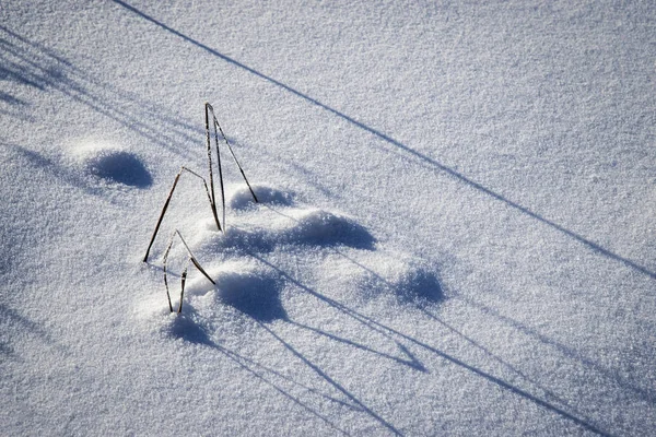 Stín na sněhu — Stock fotografie