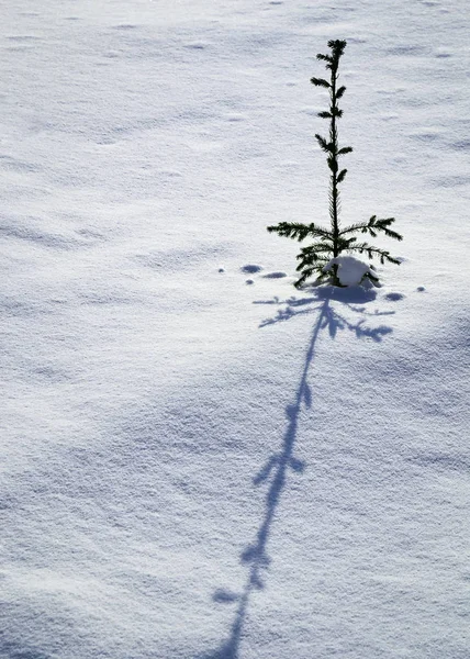 Pequena árvore com sombra longa na neve — Fotografia de Stock