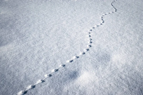 Linha de pequenos trilhos de animais na neve — Fotografia de Stock