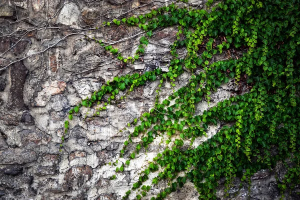 Steinmauern mit grünem Efeu bewachsen — Stockfoto