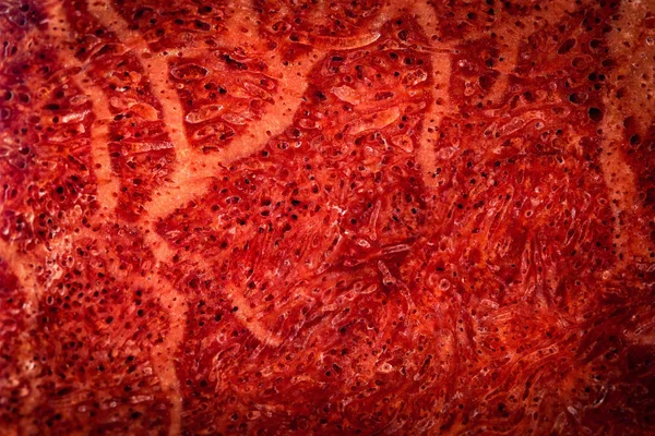 Detalhe textura coral vermelho polido — Fotografia de Stock