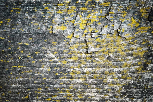 Textur gamla trä täckt med mossa — Stockfoto
