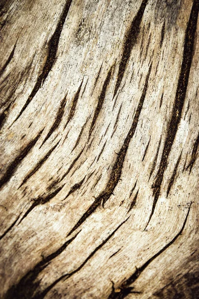 Detail van een oude vuile boomstronk — Stockfoto