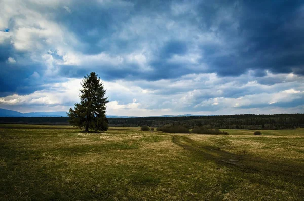 Sombrío paisaje otoñal con árbol — Foto de Stock