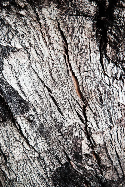 Gammal grå bark av en textur träd — Stockfoto